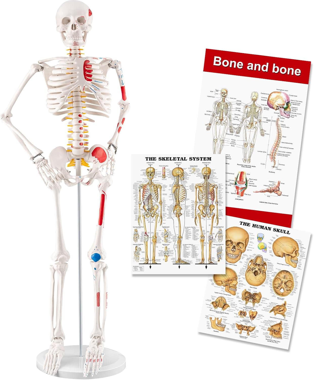 TYRRDE 33.4” Human Skeleton Model with Removable Arms & Legs – Durable Mini Anatomy Model for Teaching, Scientific Study Painted with Numbered Muscle Markings & Display Base (beige)