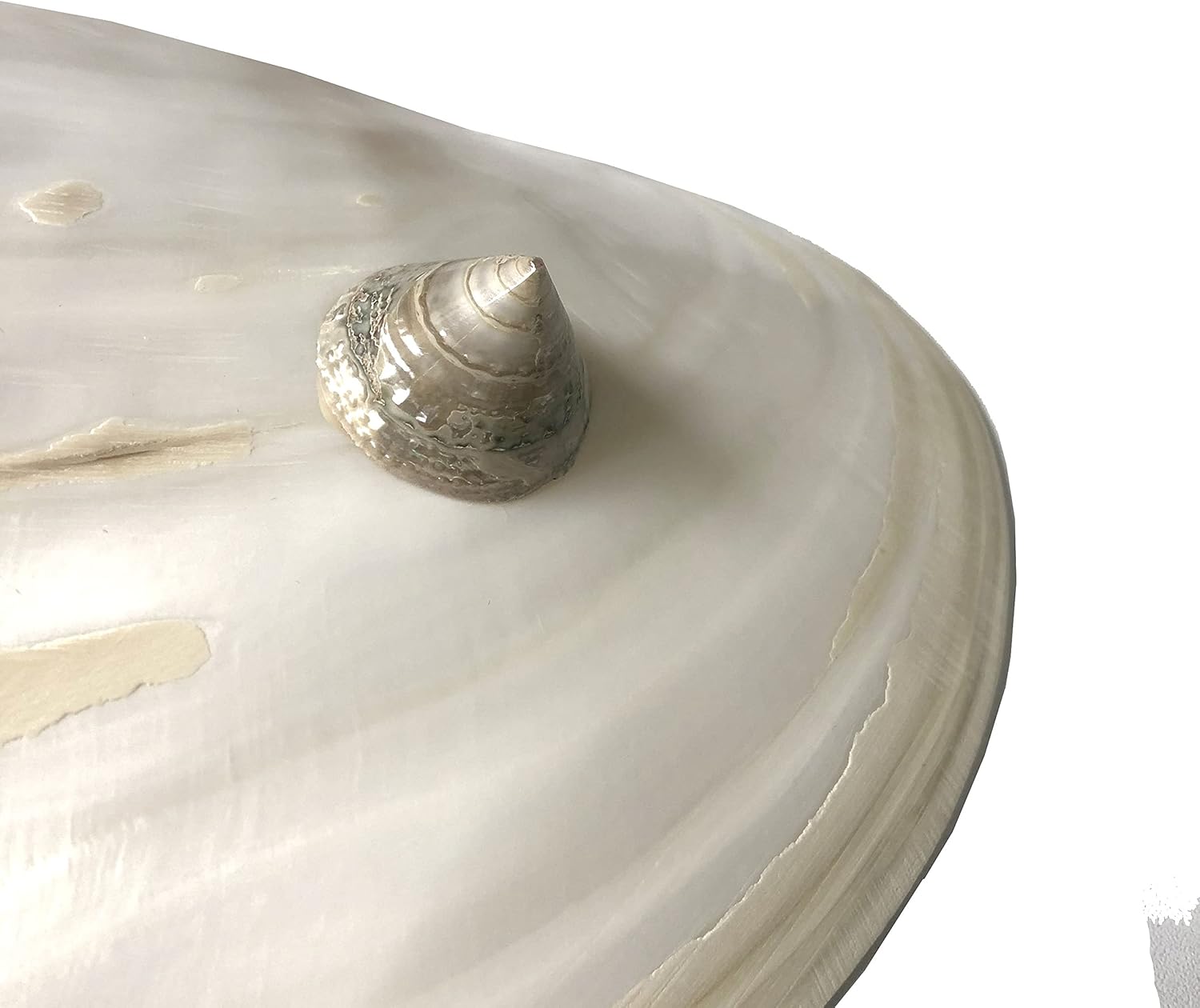 Handmade mother of pearl dish from Vietnam- excellent gift idea. Candy, chocolates, Jewelry, key holder. : Clothing, Shoes & Jewelry