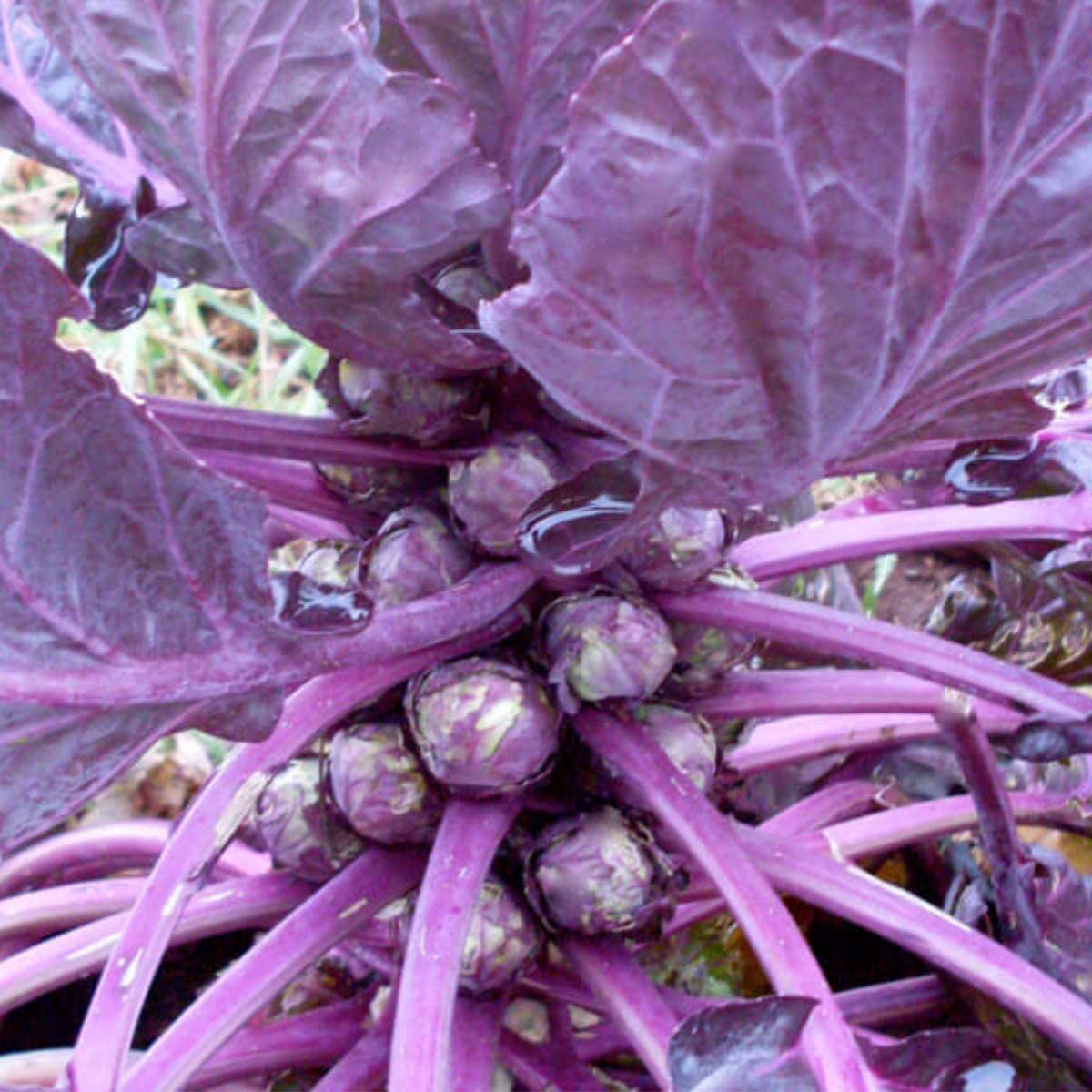 VibeX Brussel Sprouts Seeds Red Ball -250 Seeds (B0B9Y3ZSKT) Amazon Price History, Amazon Price Tracker