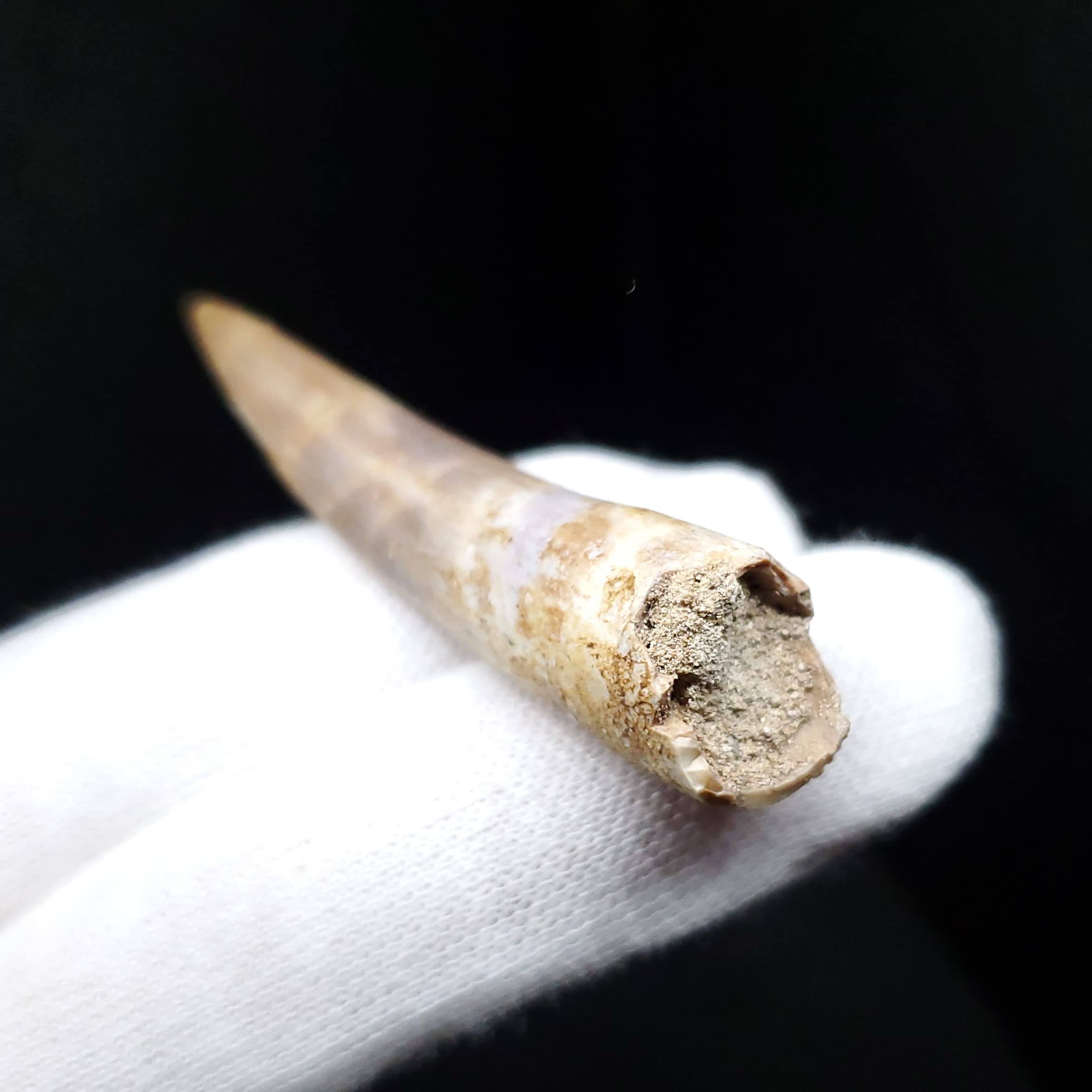 美品 プレシオ サウルス 化石 歯 本物 モロッコ産 55mm pr98 美品 プレシオ サウルス 化石 歯 本物 モロッコ産 55mm pr98