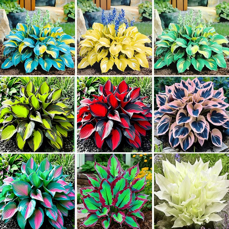 400Pcs Perennial Hosta Seed for Planting- Non-GMO Heirloom Plant Seeds Garden Outdoor