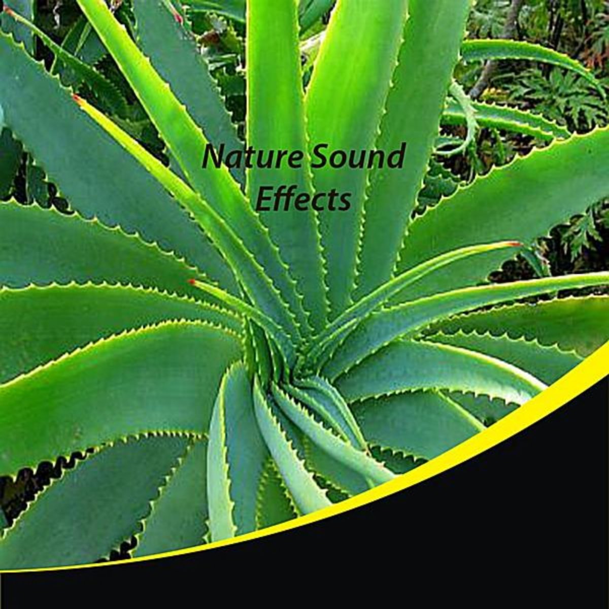 Nature Sound Effects