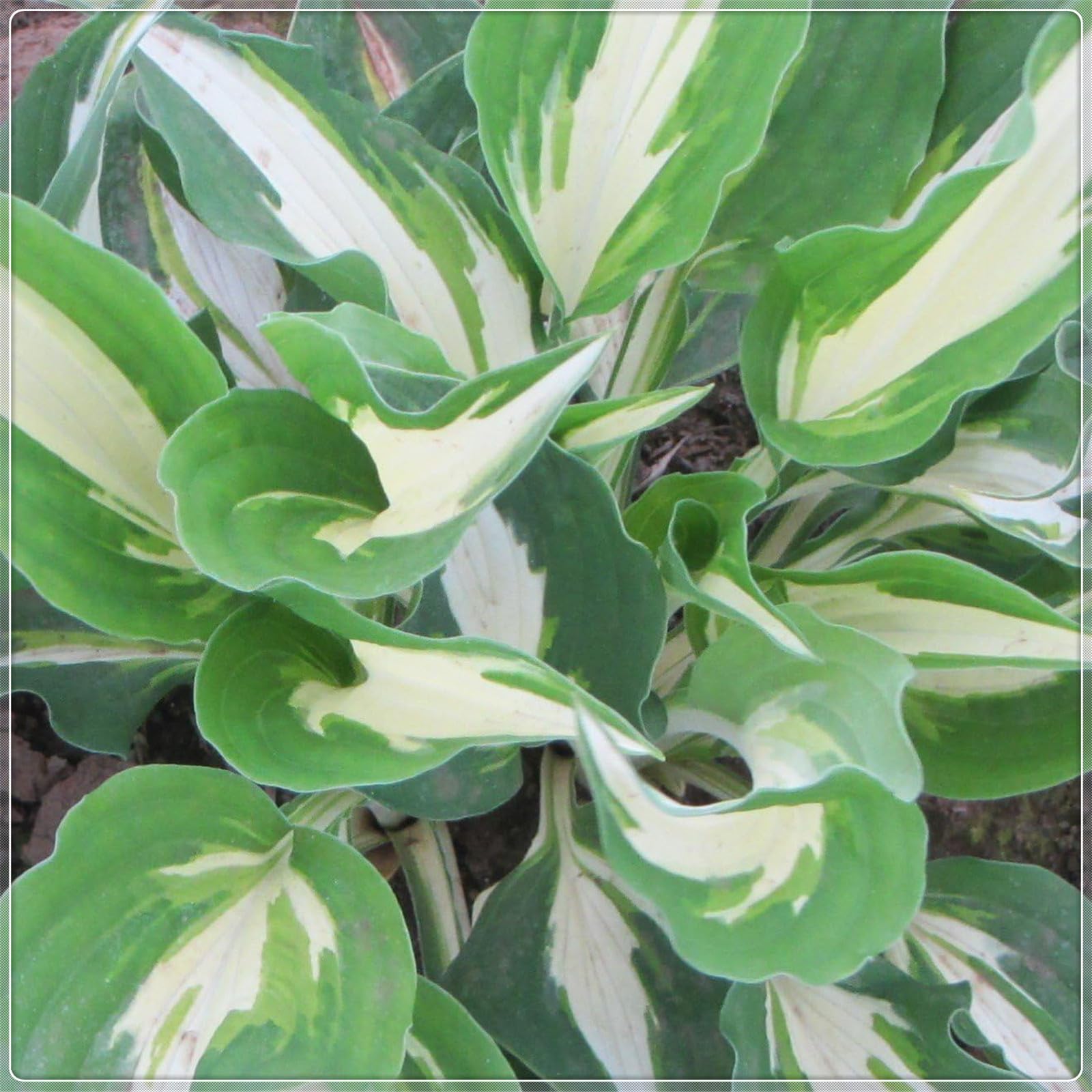 Excellent Display, Easy to Plant, Wedding Flowers, Greening Flower,Hosta Rhizome，Flowering Rhizome,Hostas for Planting, Indoor or Outdoor-6 Bulbs-A