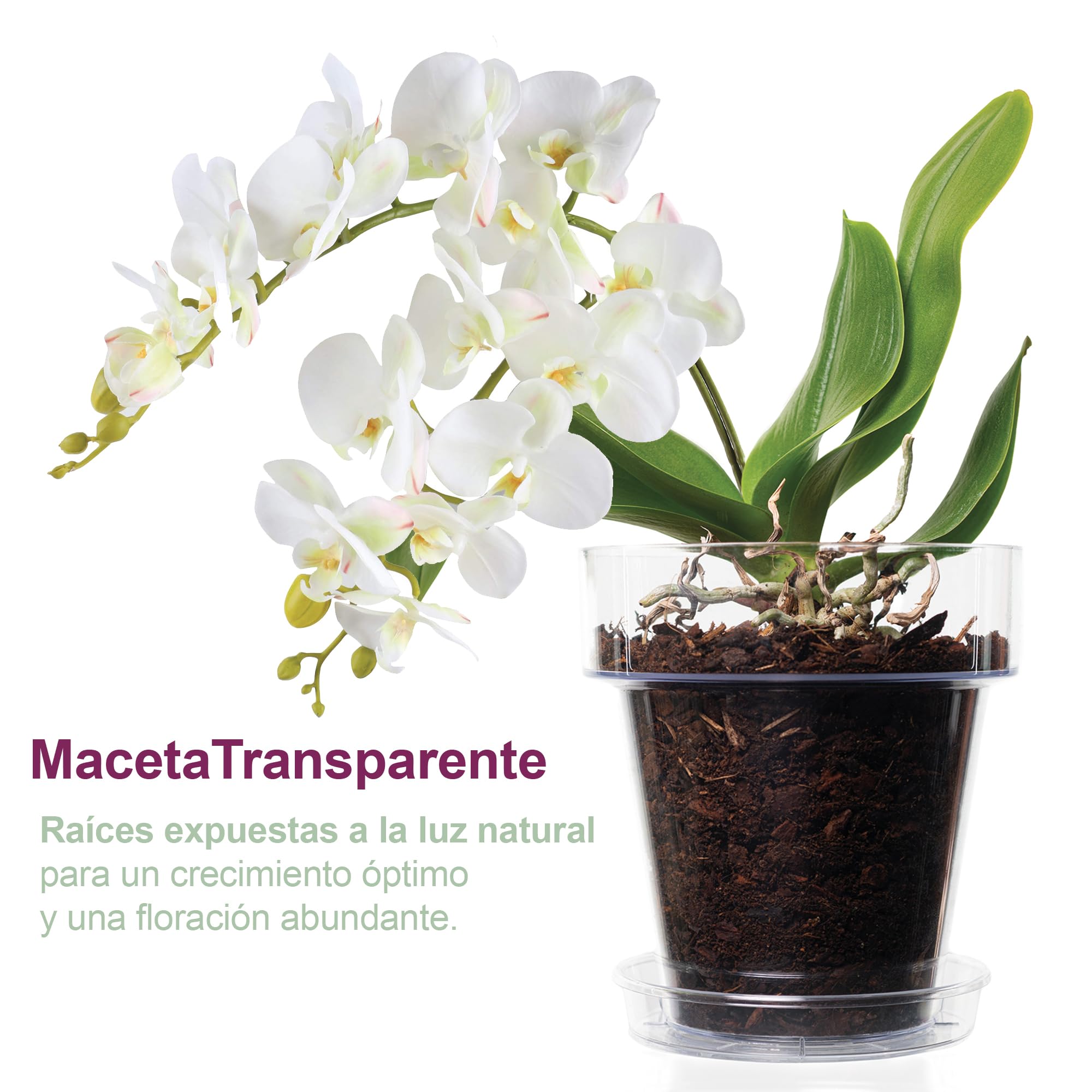 Kalapanta Kit para Trasplantar Orquídeas: 1 Maceta Transparente Ø16cm con Agujeros de Drenaje, 1 Plato Ø14cm, 1 Saco de 2L de Tierra específica para Orquídeas
