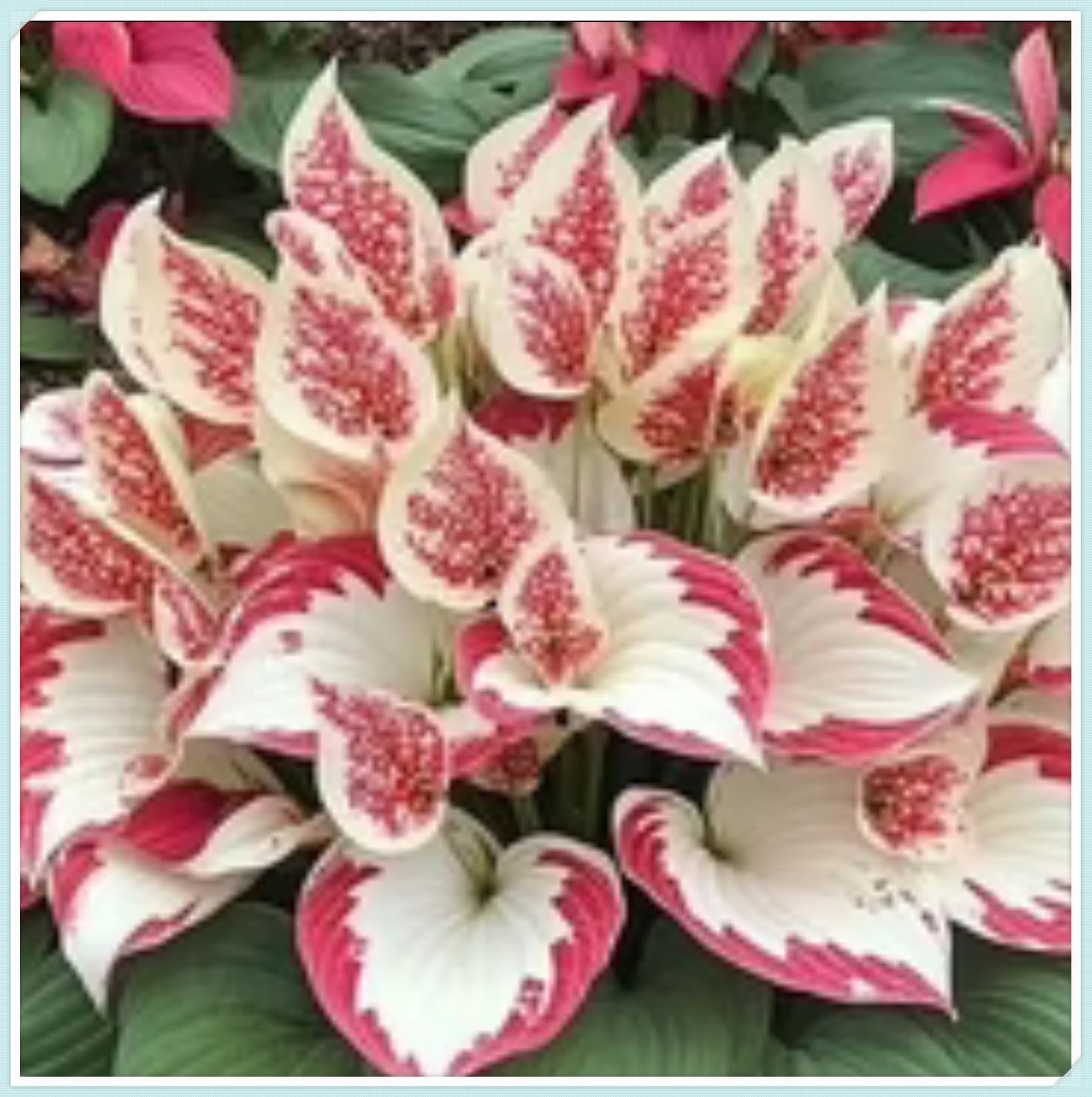 Bloom Year After Year Large Hosta Plants Ornamental Flowers/Hardy Perennial/Wedding Flowers-10bulbs-b