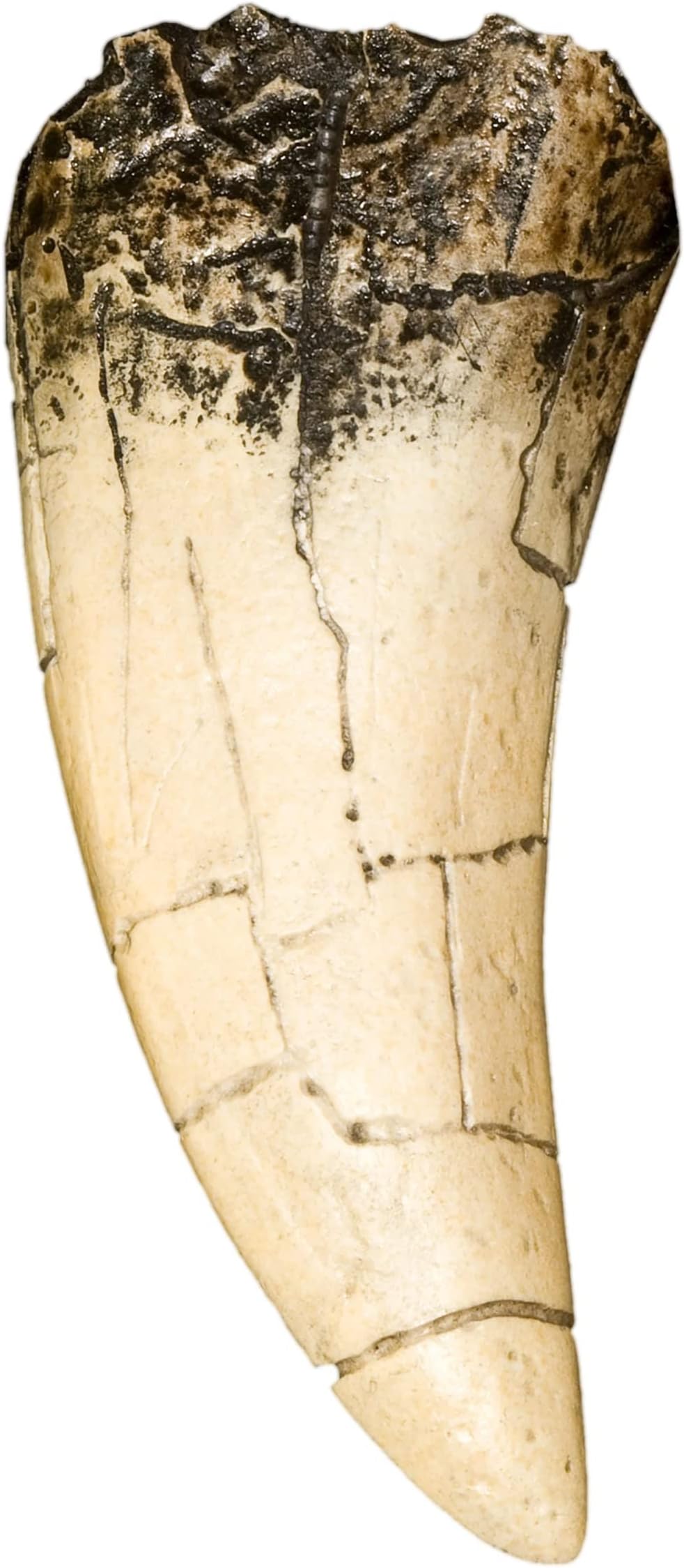 Skulls Unlimited Tyrannosaurus Rex Dinosaur Tooth (Recreation)
