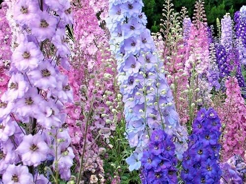 Miniatura 4 de Larkspur Rocket Mix Colors Mezcla de semillas de flores, más de 250 semillas de flores por paquete, semillas de jardín de Isla (semillas de jardín