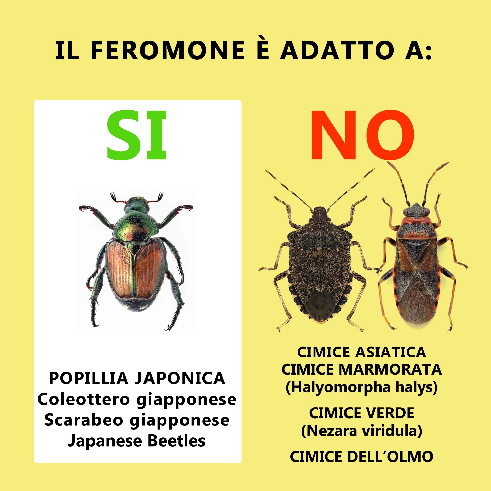 POPIBOOM | Ricarica Feromoni attrattivi per PopillIia Japonica Coleottero Giapponese Scarabeo Giapponese Made in USA. Durata 12+ settimane. Super attrattivo. 1 ricarica (PopillIia Japonica)