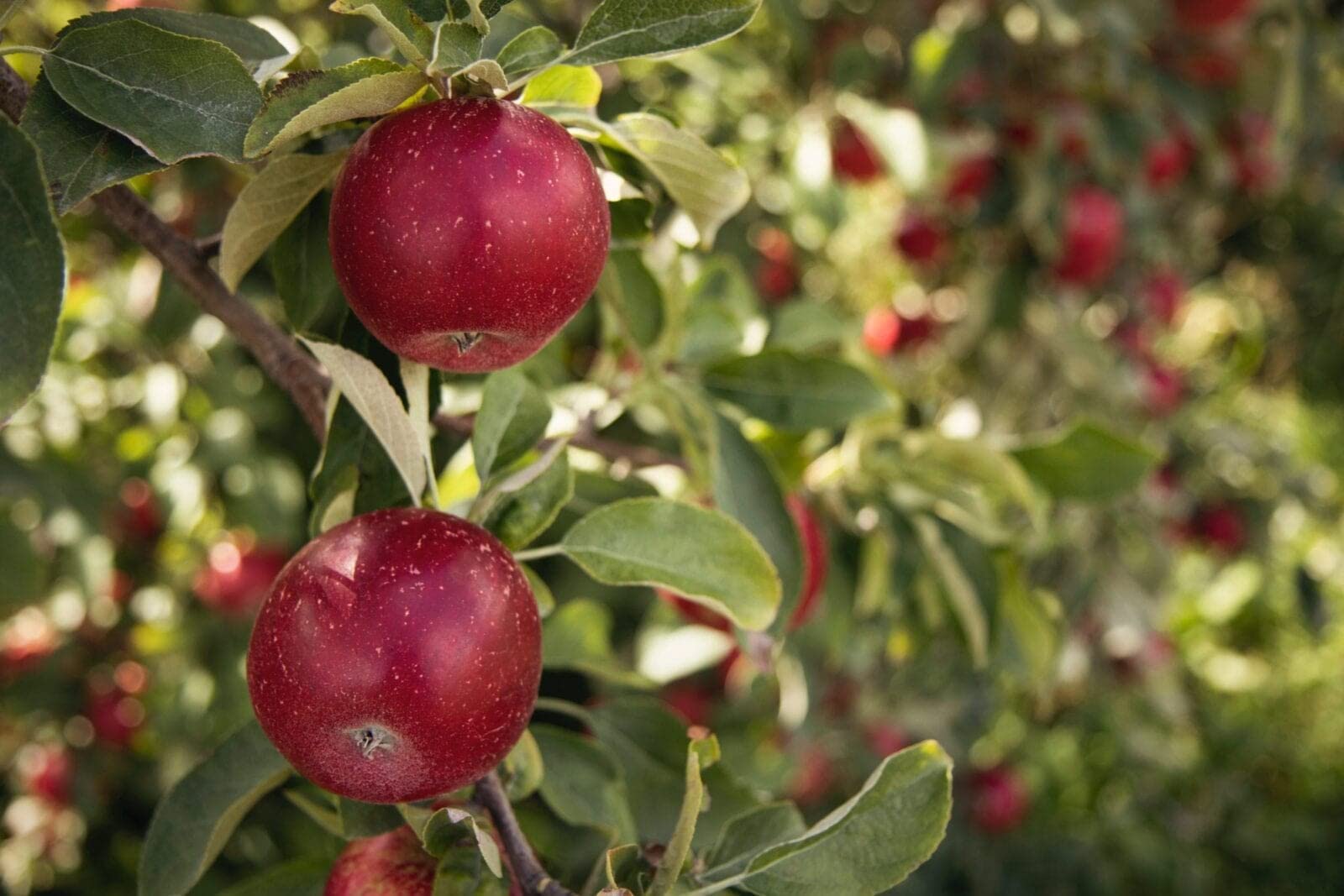 TriStar Plants - Red Delicious Apple, 4-5ft tall,1 Gallon - Healthy Established Roots, Washington Apple,