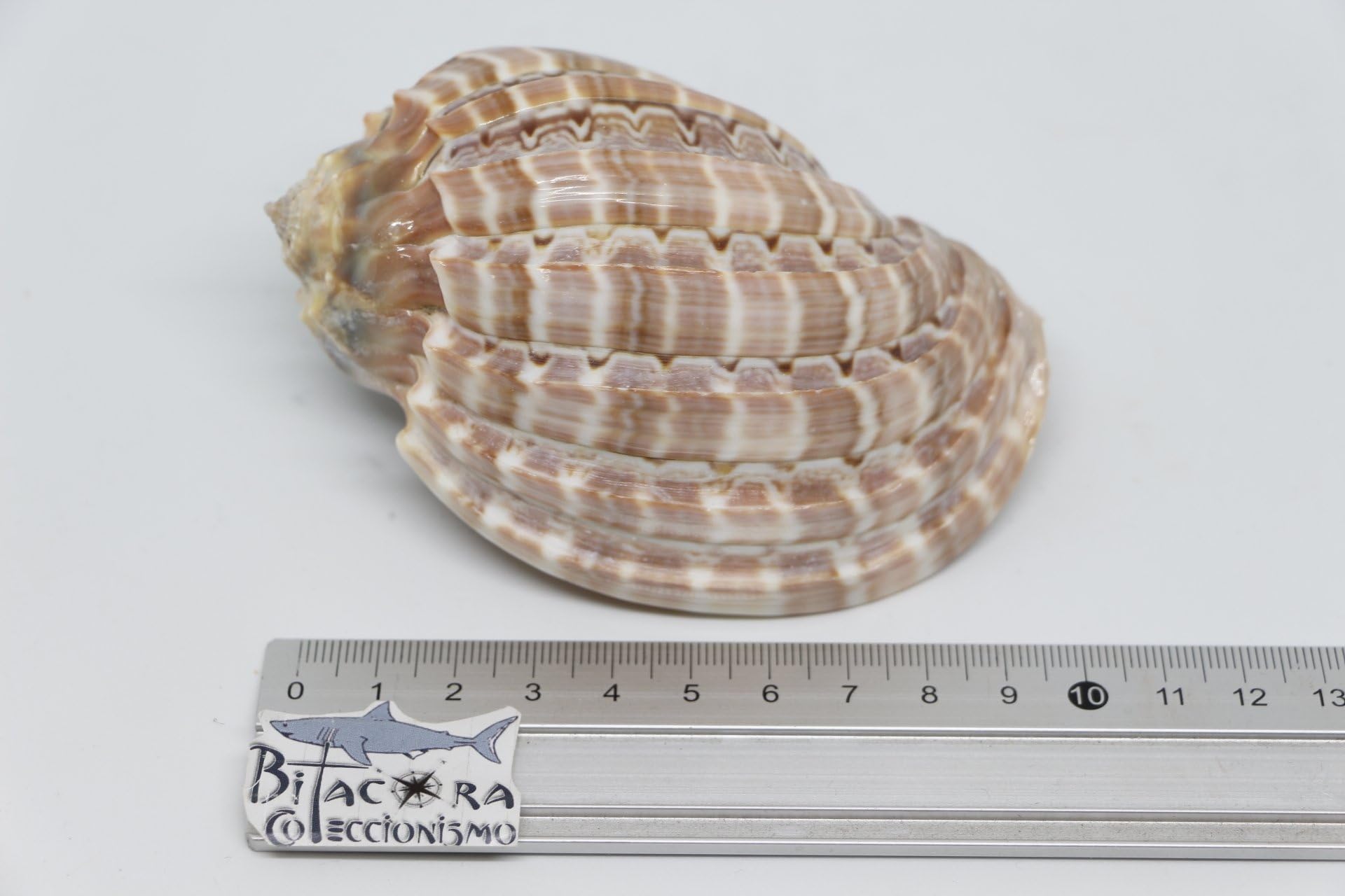 Bitacora HARPA huge units malacology Seashells conch shells reduced price