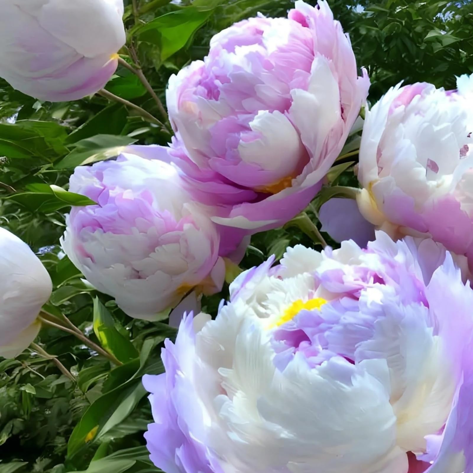Peony Plants Bulbs Excellent Display Outdoor Perennial Balcony Garden Bulbs Can Be Potted-2bulbs-A — image 1