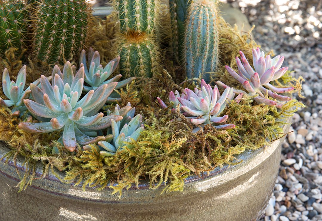 SuperMoss (21705) Forest Moss Dried, Natural, 5lbs