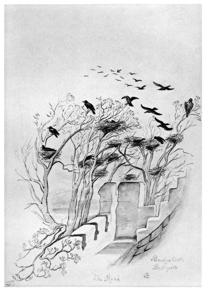 Blackburn Birds 1895 NBridge Castle Bathgate - The Rook Illustration By Jemima Blackburn 1895 Poster Print by (18 x 24)