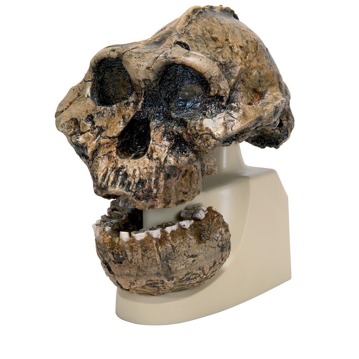 3B Scientific VP755/1 Replica di Cranio Australopithecus Boisei