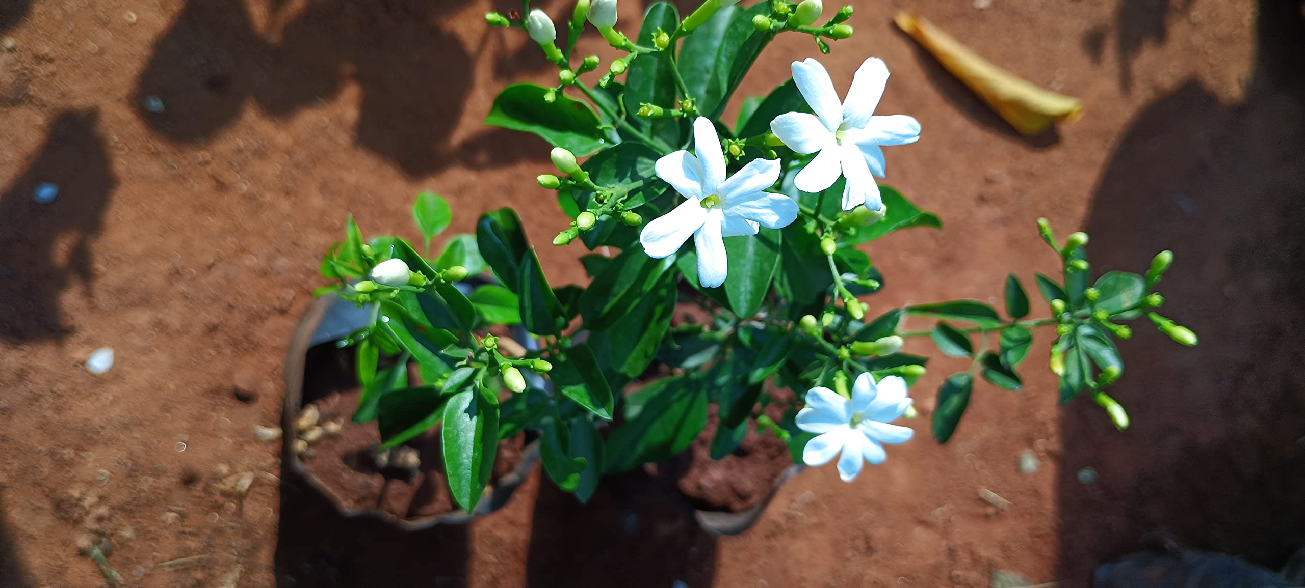 Anuraj farms jasminum azoricum,Nitya mallige .Peru malli.sannajaji Chameli, plant live plant (B0C2KM7LF7) Amazon Price History, Amazon Price Tracker