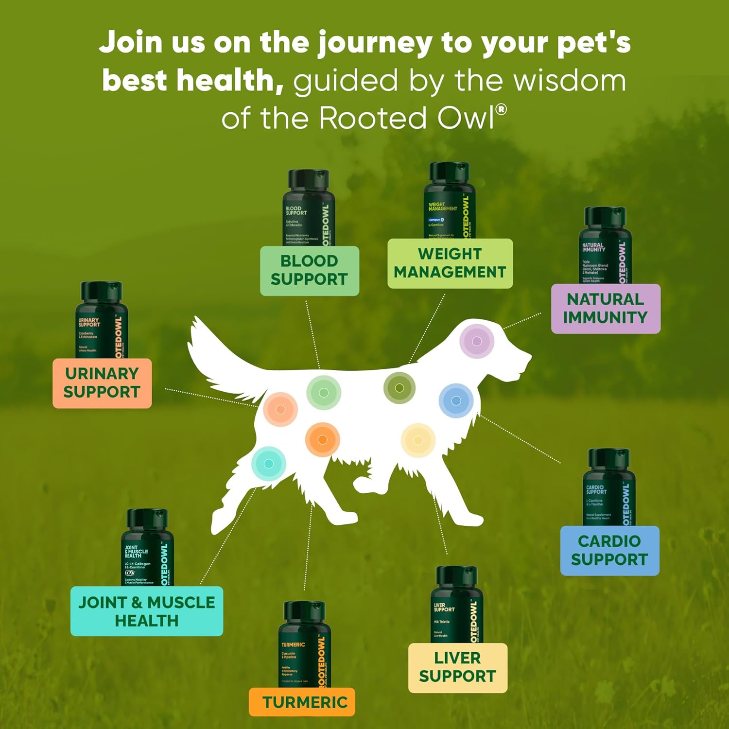 Rooted Owl Metabolism Support - L-Carnitine Supplement For D...