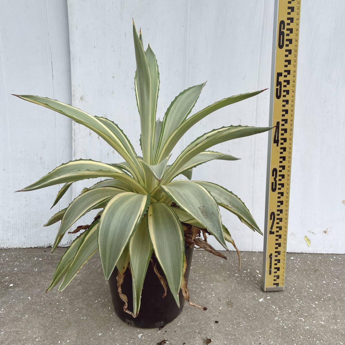 Amazon.co.jp: アガベ デスメティアーナジョーホーク 7号 大型大