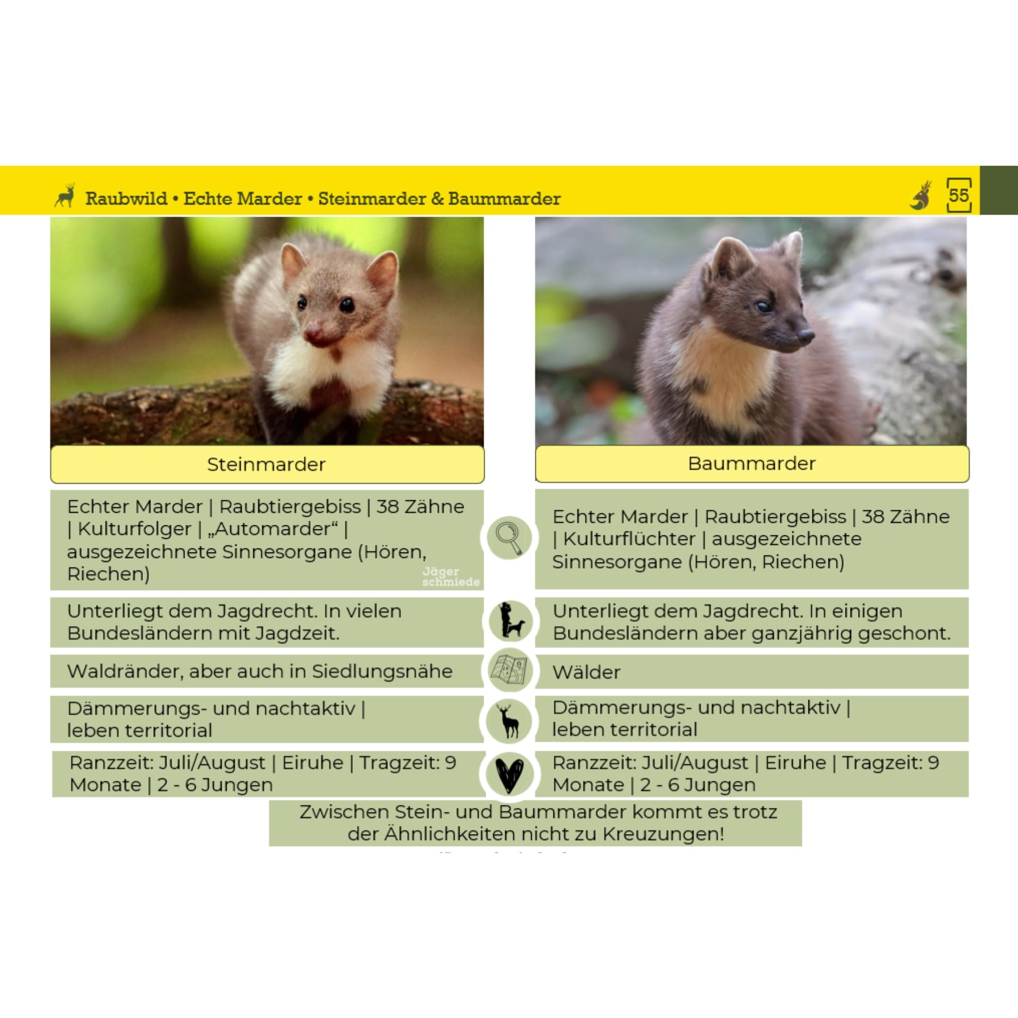 Lernkarten: Erfolgreich die Jagdprüfung bestehen & sicher zum Jagdschein - Das Buch neu gedacht; kompakt & digital unterstützt [Standardwerk]