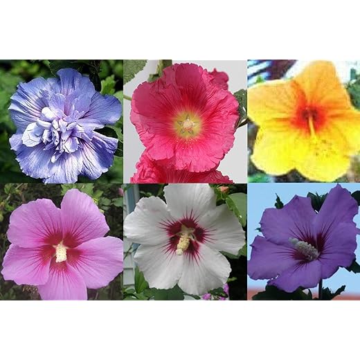 50+ Mixed Colors Hibiscus Flower Seeds Rose of Sharon Syriacus Hibisceae Beautiful Potten Garden