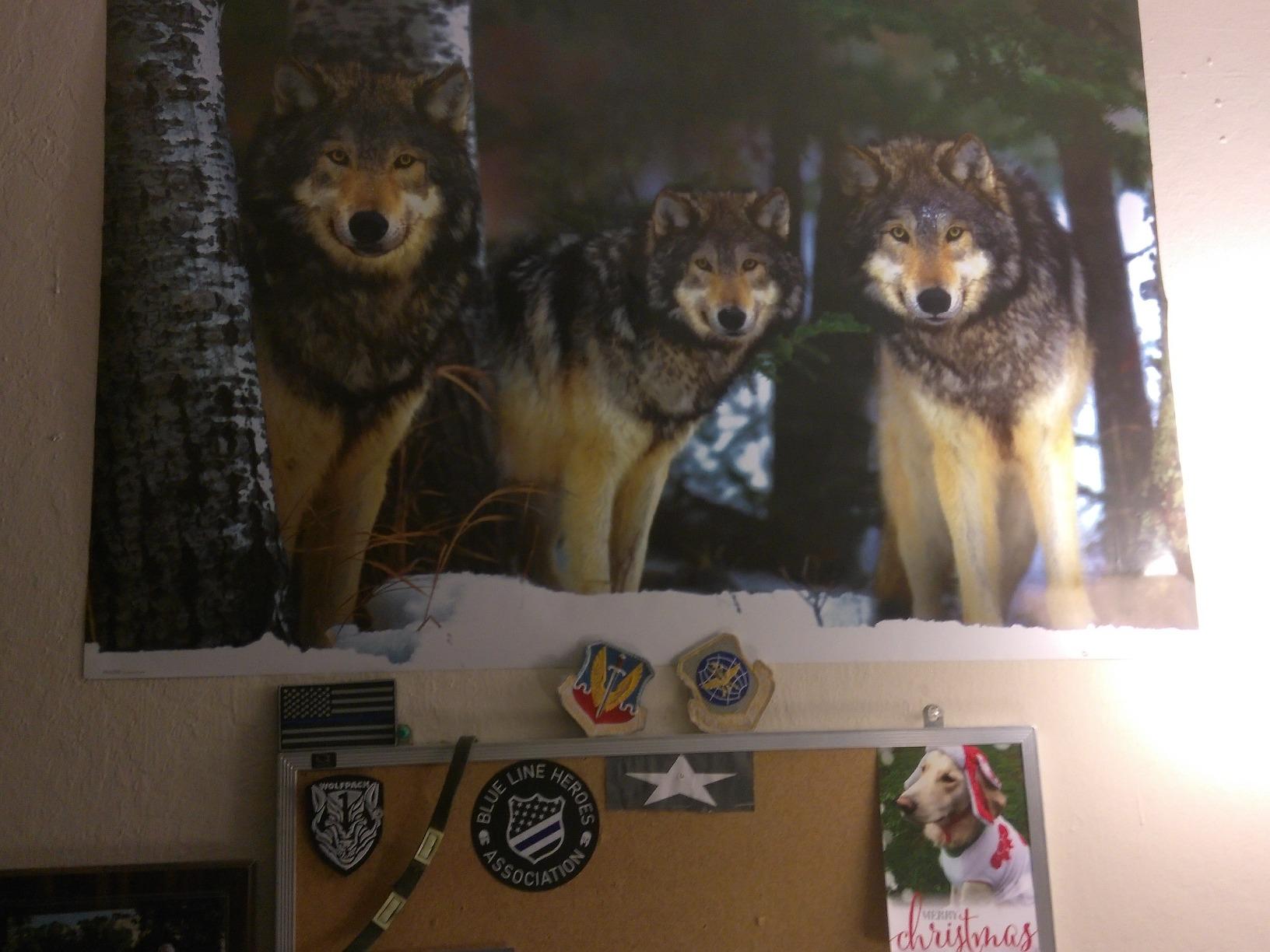 Amazon.com: Wolves (Three Wolves in Snow) Art Poster Print - 24x36 ...