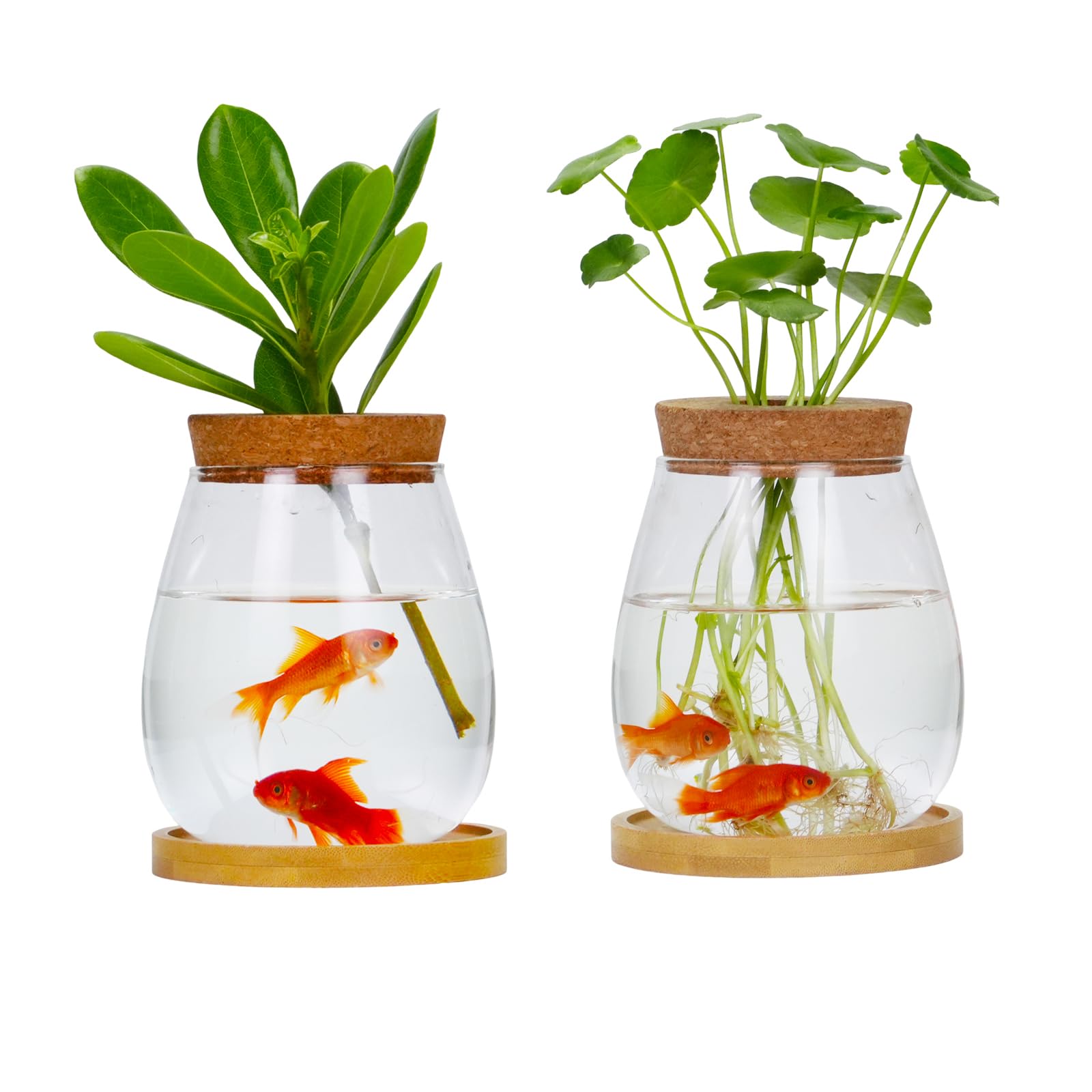 CUSNESTAL Desktop Terrarium 2-Pack