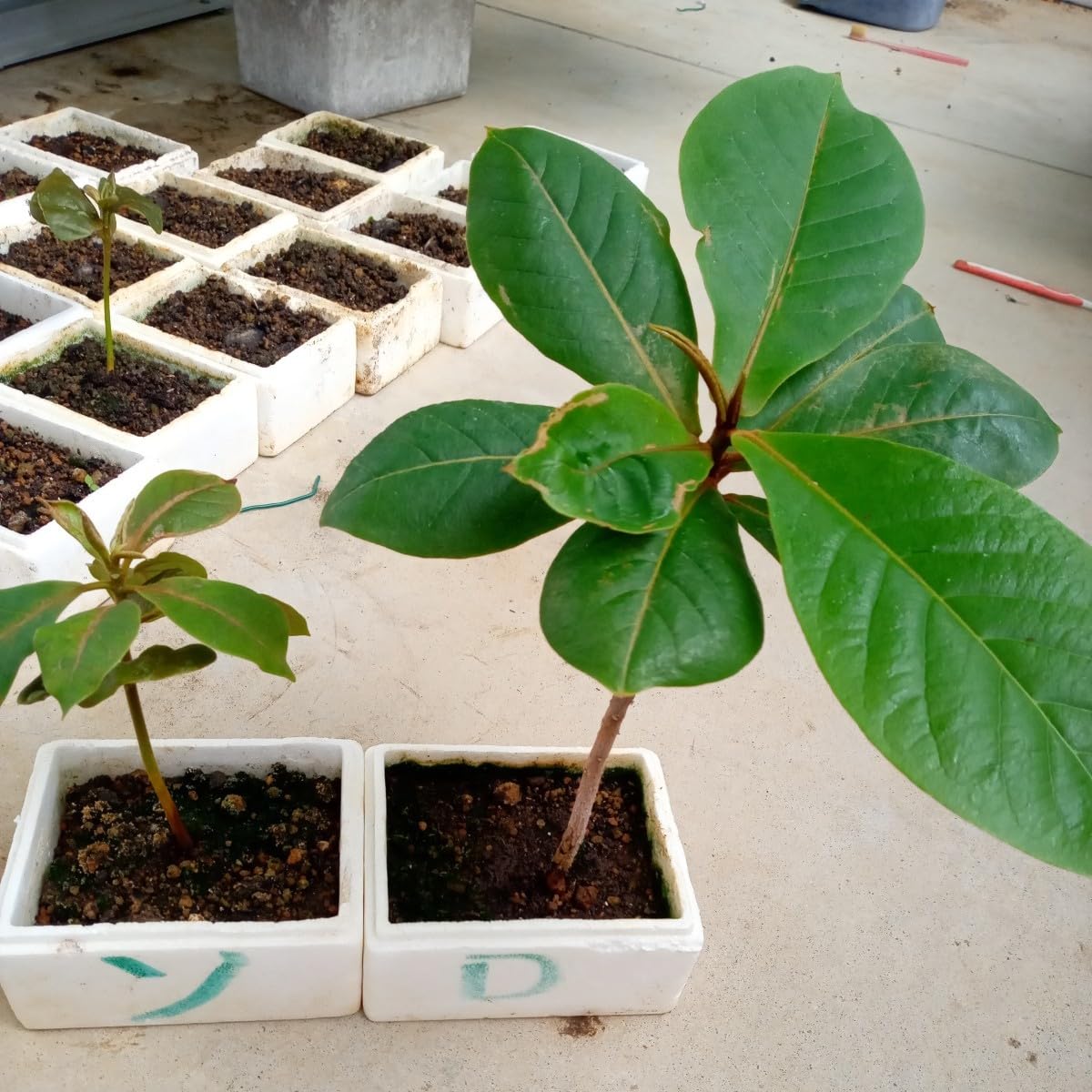 大小様々　無農薬マジックリーフ　天然ももたまな葉　1500　枚 沖縄県産無農薬 マジックリーフ（1袋：5枚入り） - 姫えびす