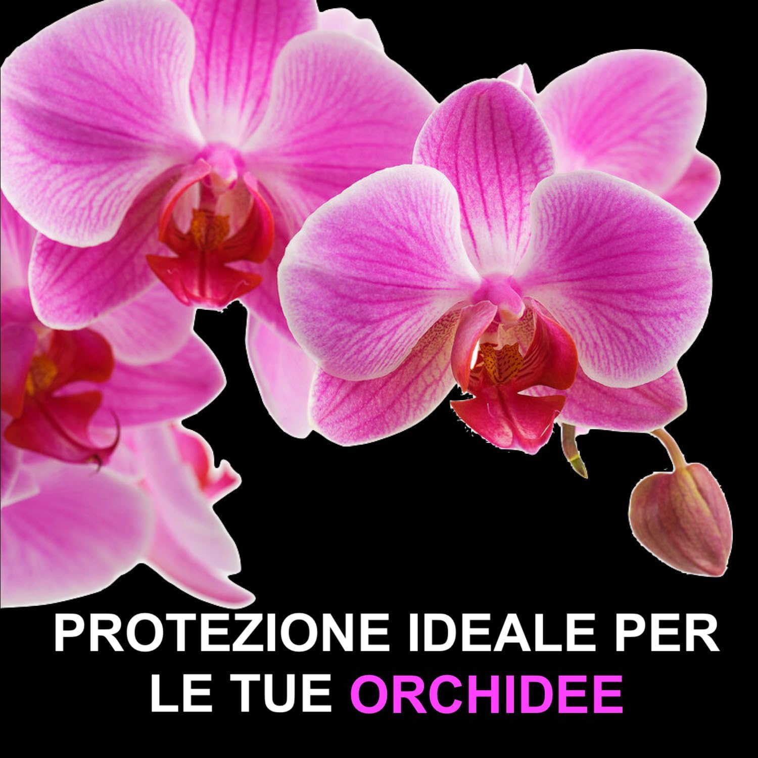 Bark Per Orchidee Premium ZOMAGARDEN - Corteccia Naturale 100% Ecologica, Lavata E Sterilizzata, Granulometria 10/15mm - Foto 4