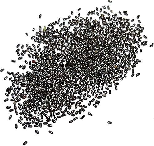 Miniatura 3 de Seed Needs, Semillas de lavanda True English Vera - 2,500 semillas para plantar Lavandula angustifolia - Hierbas aromáticas sin tratar y sin OMG