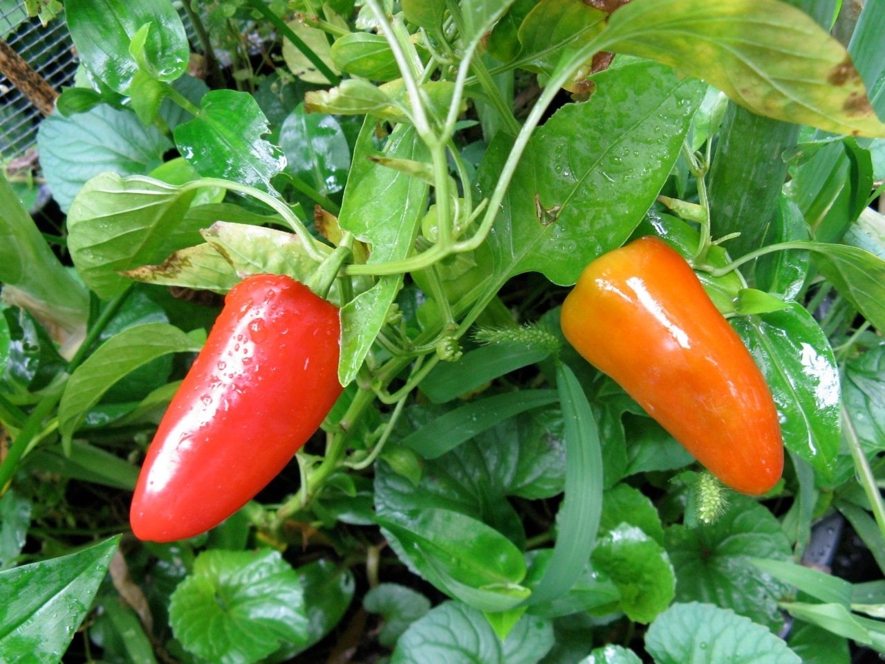 Viridis Hortus - Fresno Hot Chilli Pepper Seeds -100 Vegetable/Fruit Seeds
