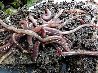 Worm Factory 1 lb. Red Wiggler Worms - coolthings.us