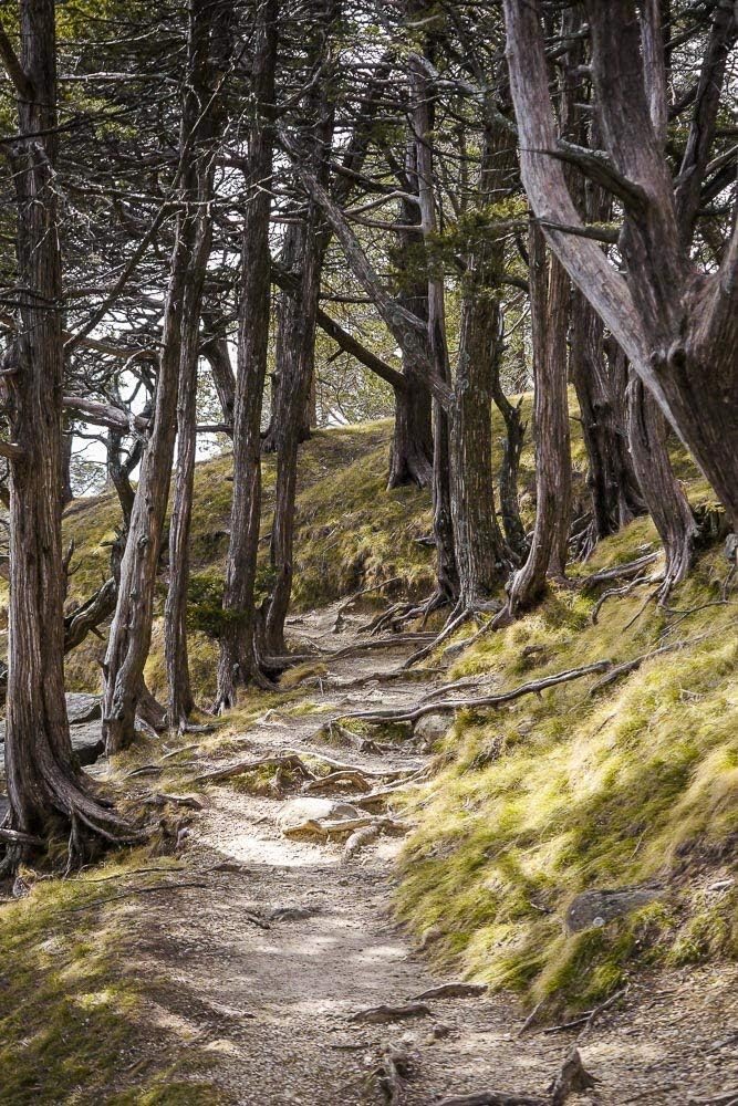 Gibraltar Rock Trail, Wisconsin Color Photograph