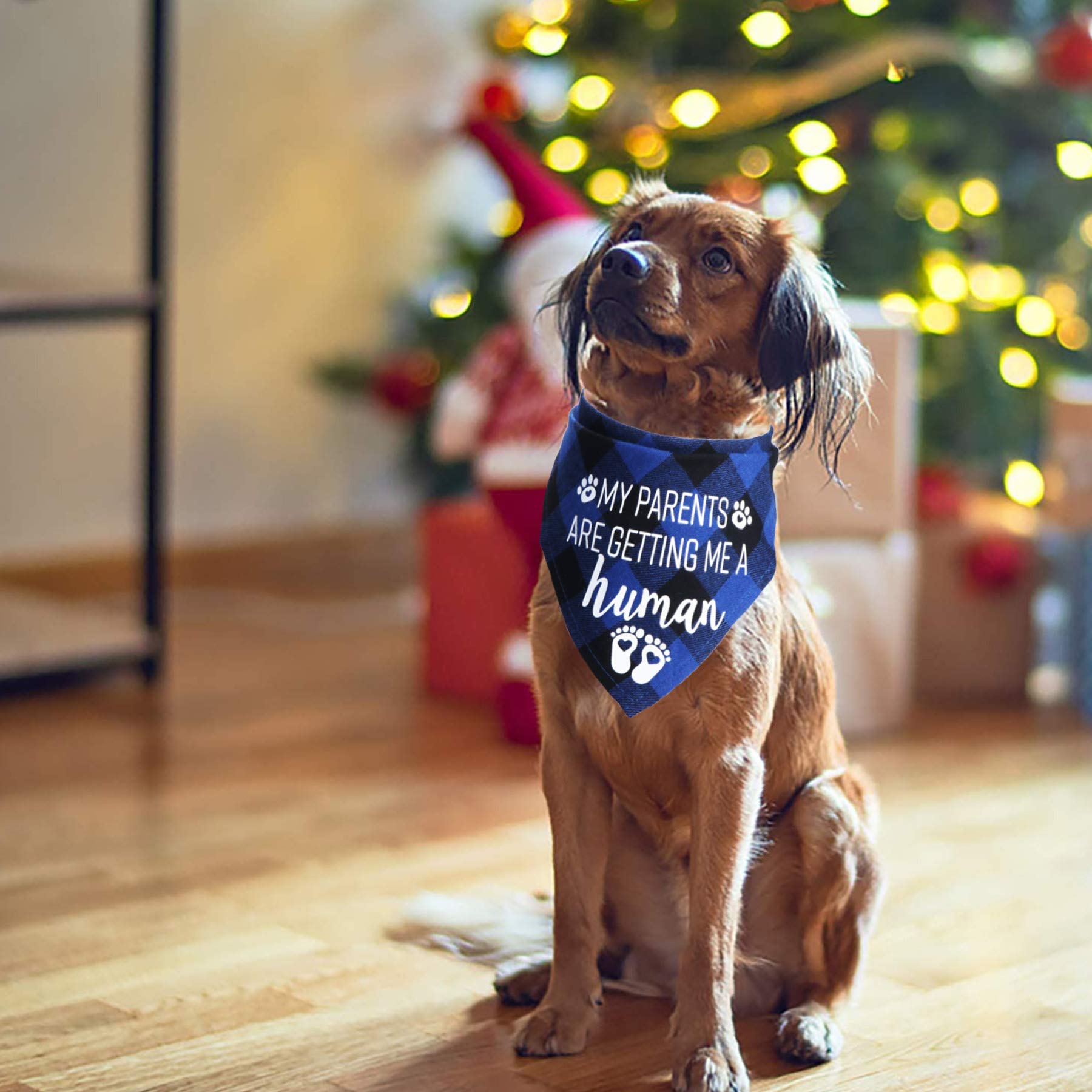 STMK Bandana pour chien « My Parents are Getting Me A Human » - Annonce de grossesse - Bandana pour chien - Annonce du sexe de bébé - Accessoire photo pour chien (bleu et rose)