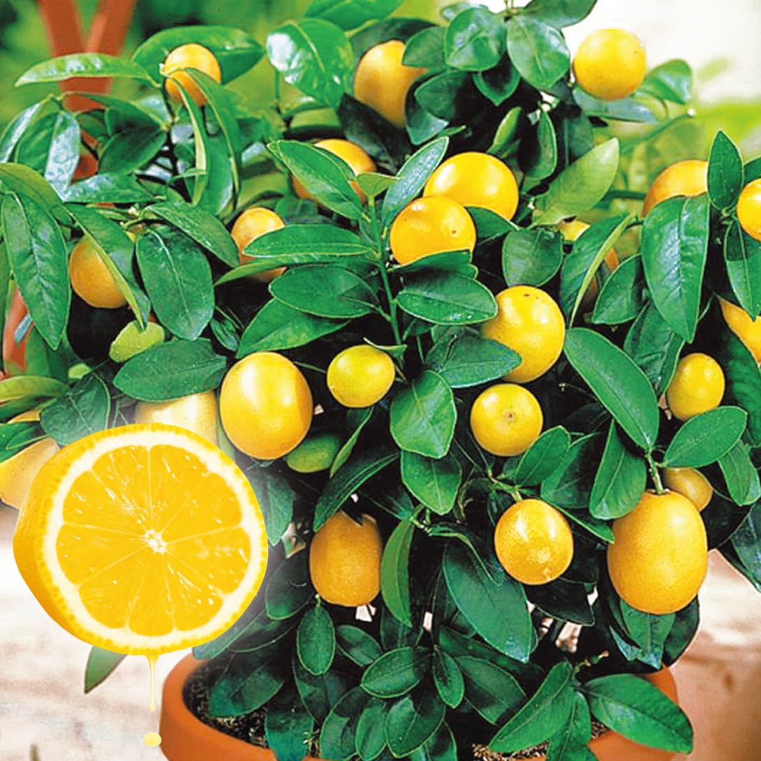 紅ばえ 蜜柑大苗木　レモンの横に♪ 紅バエ蜜柑大苗木 レモンの横に♪ 6年生 大苗レモンの木