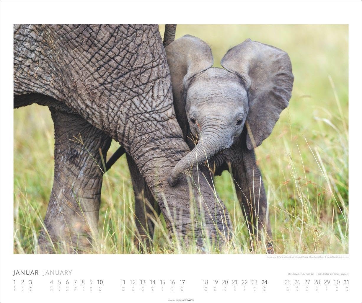 Elefanten Kalender 2027: Die sanften Riesen Afrikas, porträtiert in einem großen Wand-Kalender. Hochwertiger Fotokalender voll beeindruckender Aufnahmen. 55 x 46 cm Querformat