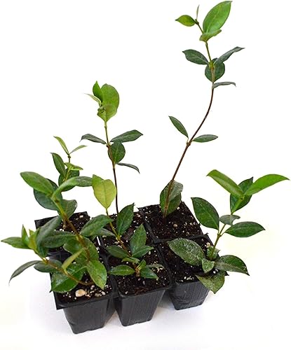 Miniatura 7 de Star Jasmine  10 plantas vivas  Trachelospermum Jasminoides  Vid de hoja perenne floreciente fragante