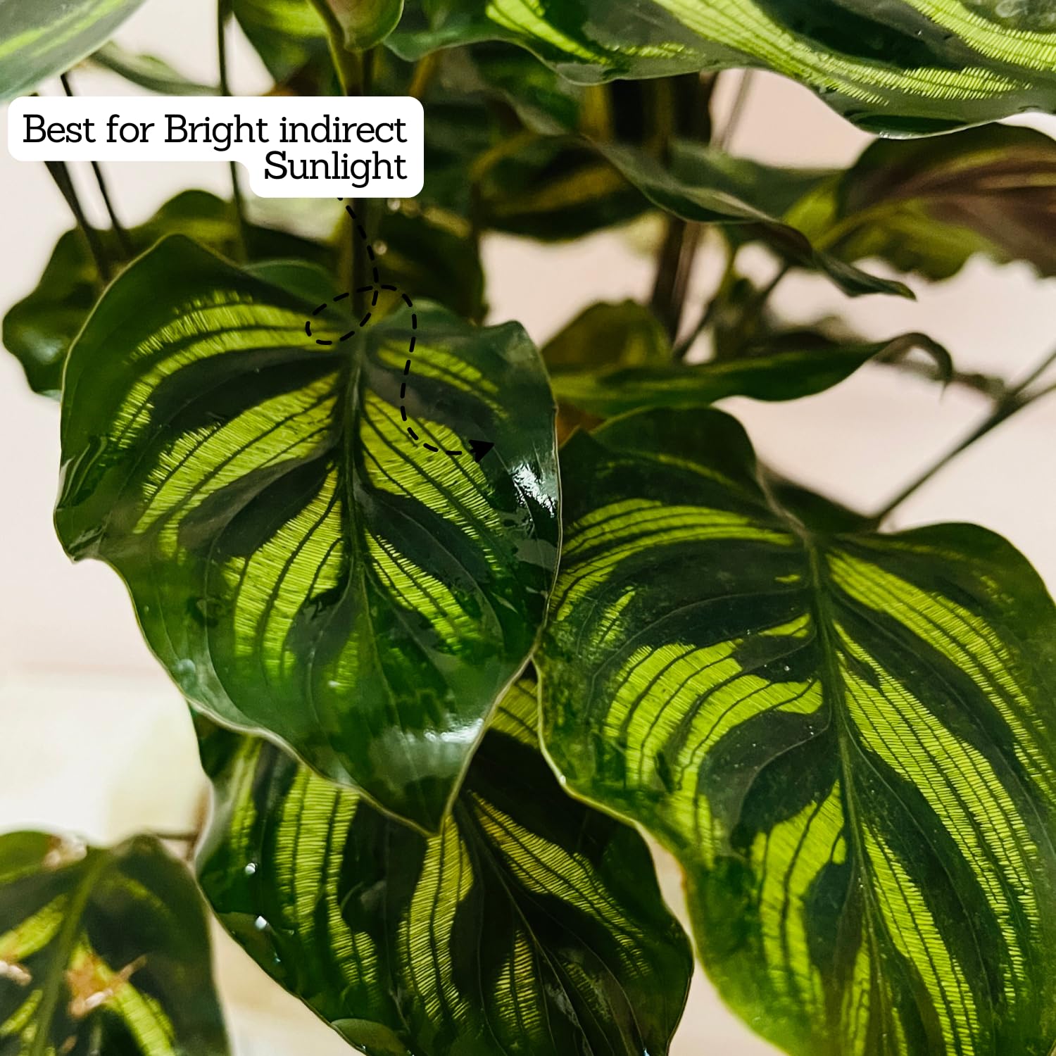 Hug A Plant | Hydro Calathea/Water Calathea - Live Plant (Home & Garden) :  Amazon.in: Garden & Outdoors