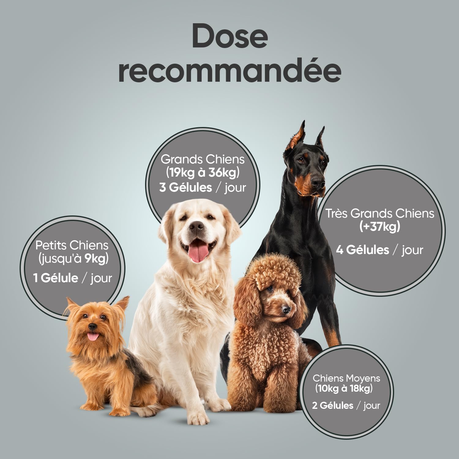 Probiotique Chien, 120 Gélules - 2,5 Milliards d'UFC par Portion, avec Ingrédients Naturels, Enzymes digestives et Probiotiques Chien - Fibres Solubles, 95% de Fructanes (FOS)