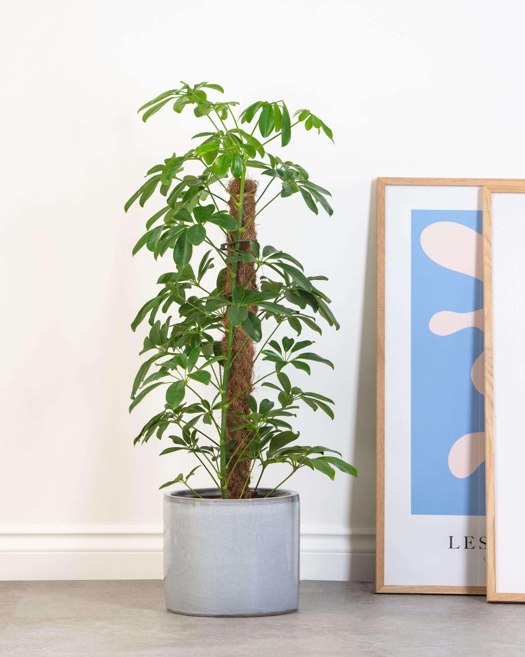 Prickle Plants Green Umbrella Tree - Indoor Decorative Tree with Distinctive Foliage, Easy Care Plant for Home or Workspace (50-60cm incl. 21cm Pot)