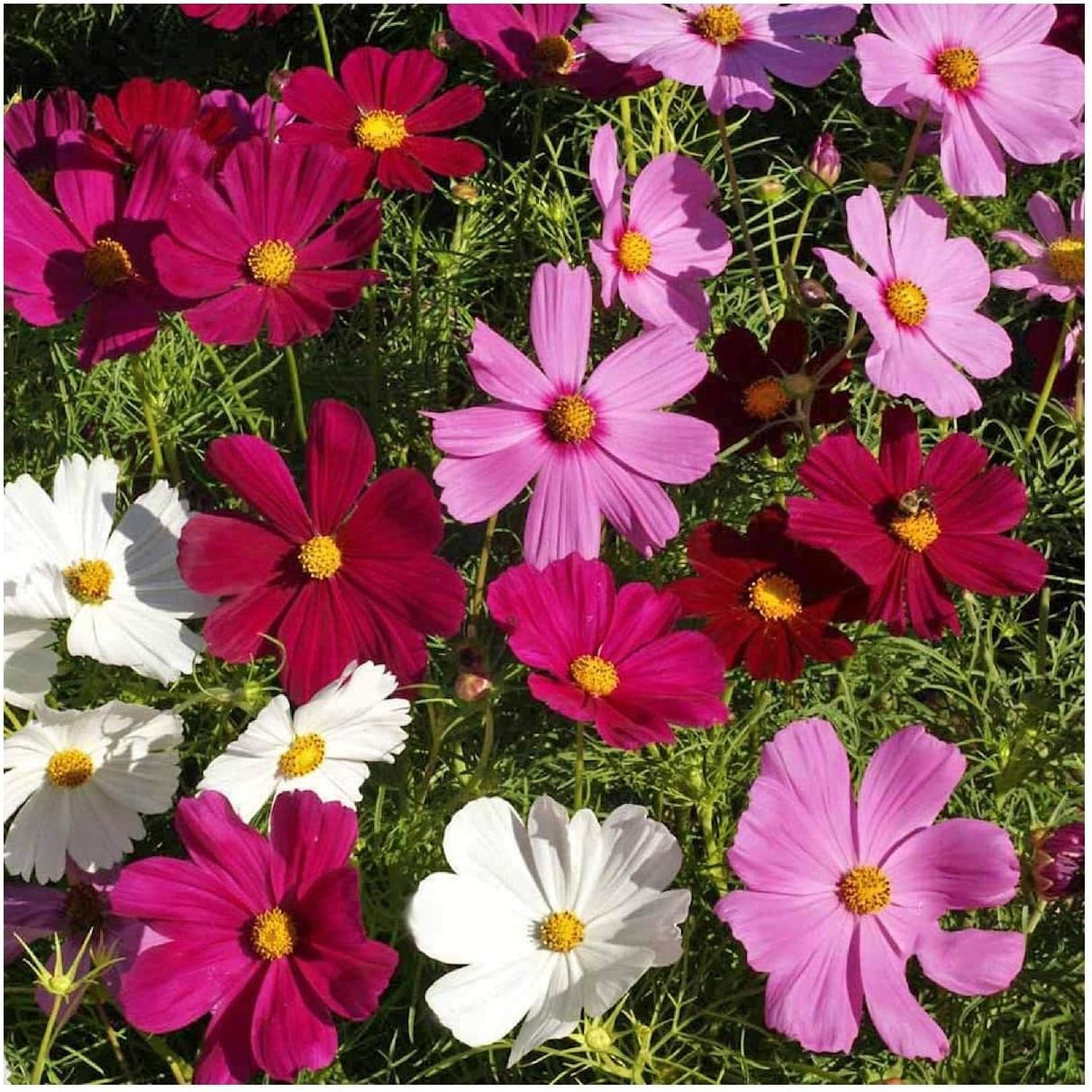 Everwilde Farms - 1 Lb Dwarf Mixed Cosmos Wildflower Seeds - Gold Vault