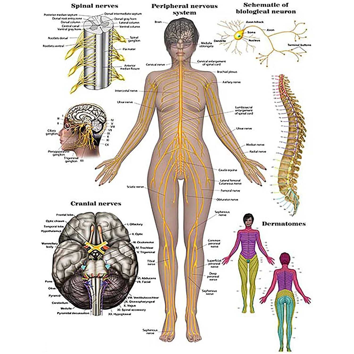 Nerves Of The Body Diagram