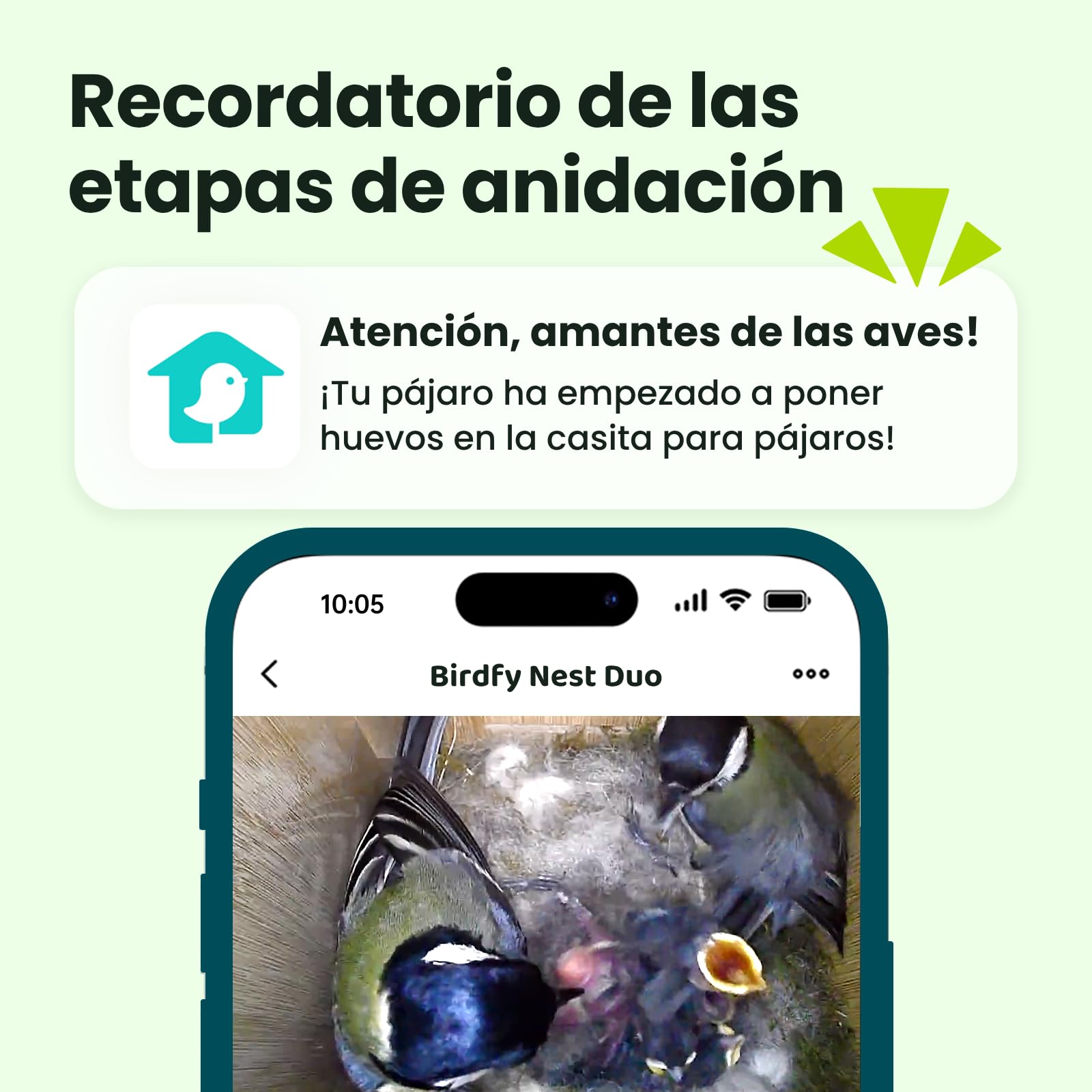 Birdfy Smart Casa para Pájaros con Doble Cámara 1080P, Nido de Bambú con Cámara y Visión Nocturna, Observación en Vivo, IA Análisis de Comportamiento, Notificaciones, Grabaciones Automáticas