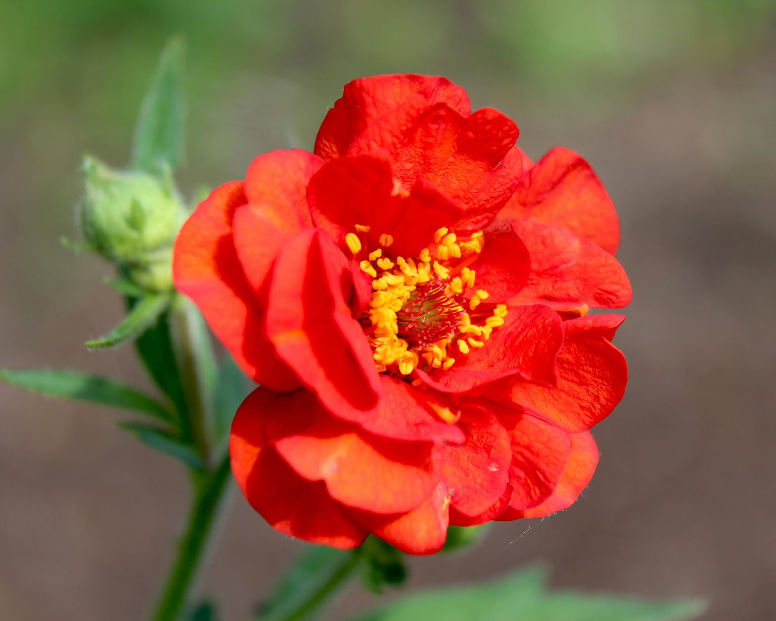 Stauden Gänge 10 x Geum chiloense 'Mrs Bradshaw winterhart