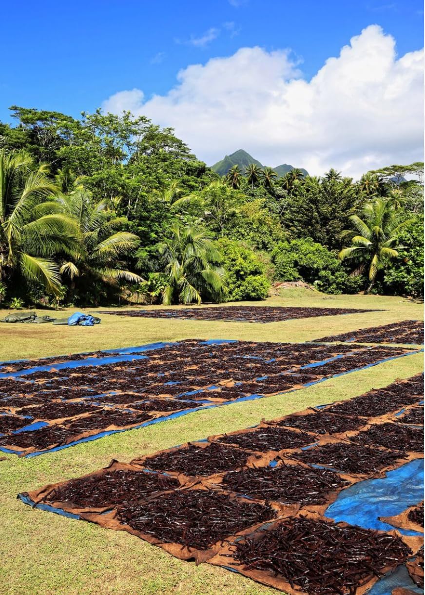 2 Gousses de Vanille de Tahiti-16-17 cm-Qualité Premium-Variété Tahitensis-Parfum Intense et Exotique-100% Naturelles-Parfait pour Pâtisserie cuisine et cocktails