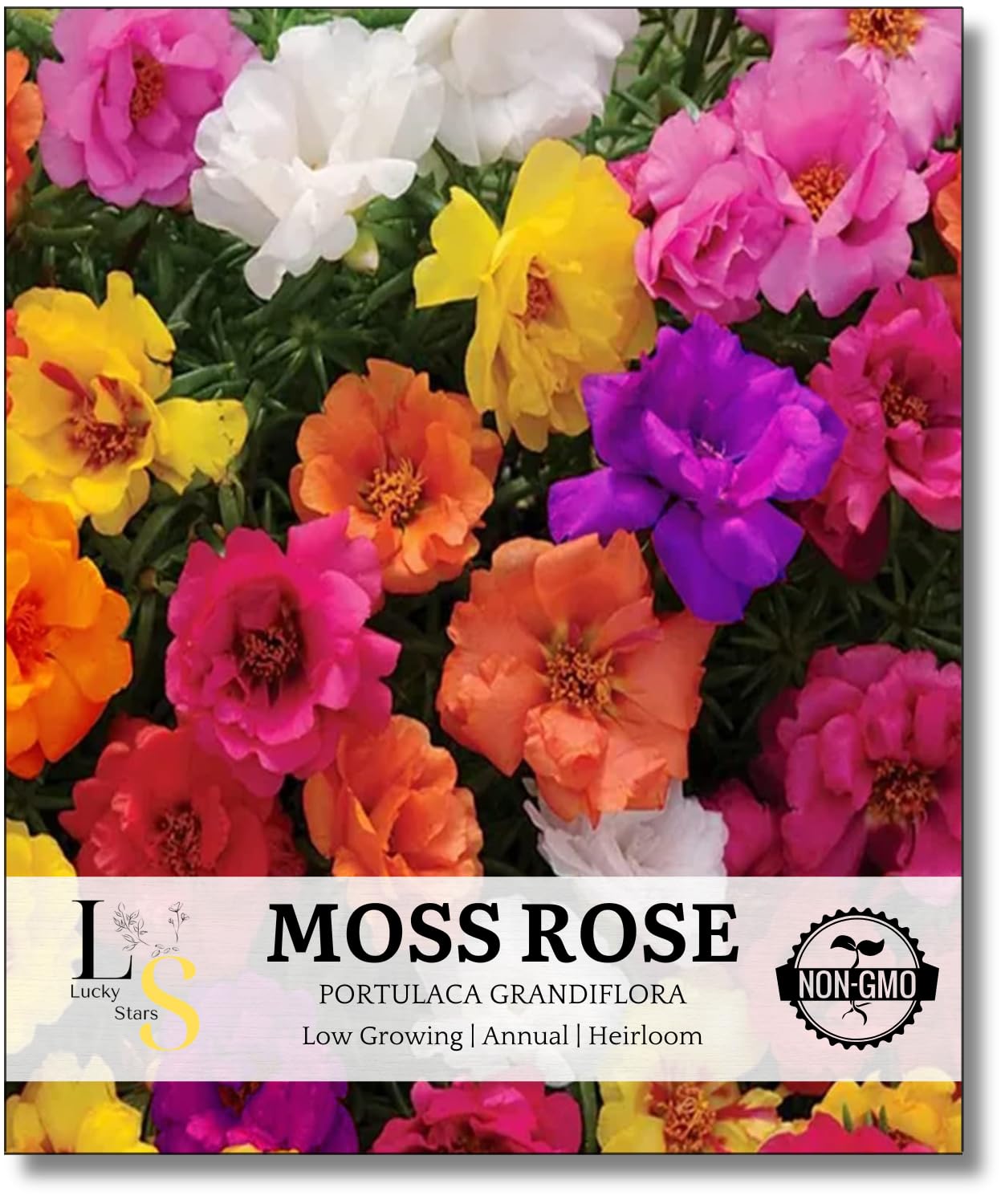 Amazon.com : 10000 Mixed Moss Rose Seeds - HOA Mười Giờ - AKA