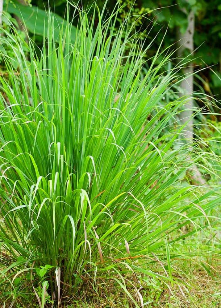 PLANTOGALLERY Herb Seeds | Lemon Grass Medicinal Plant Seeds For Planting in Home Garden (50 Seeds Pack) (B09BG1JQJ8) Amazon Price History, Amazon Price Tracker