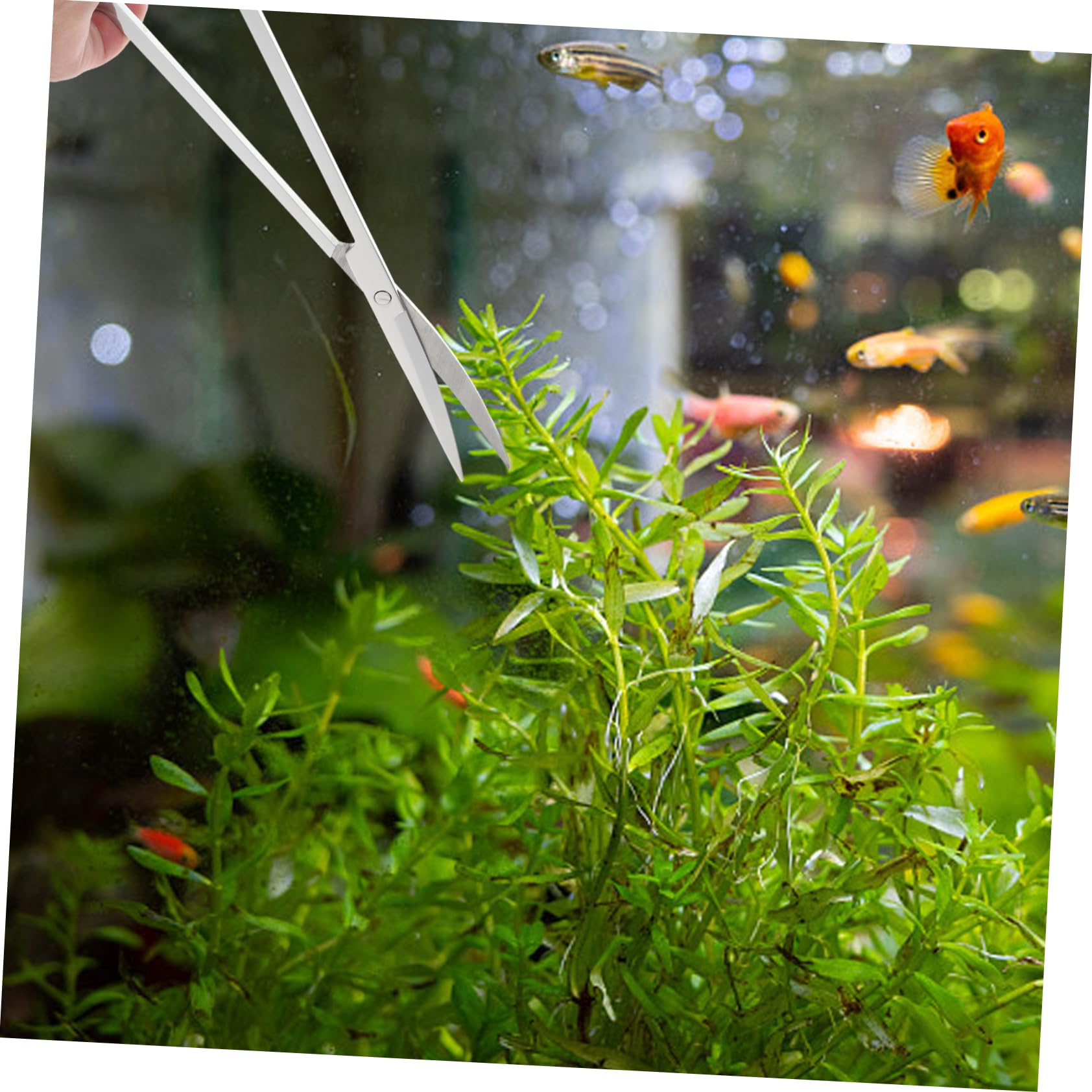 Edelstahl Aquarienschere Satz für Wasserpflanzen und Deko