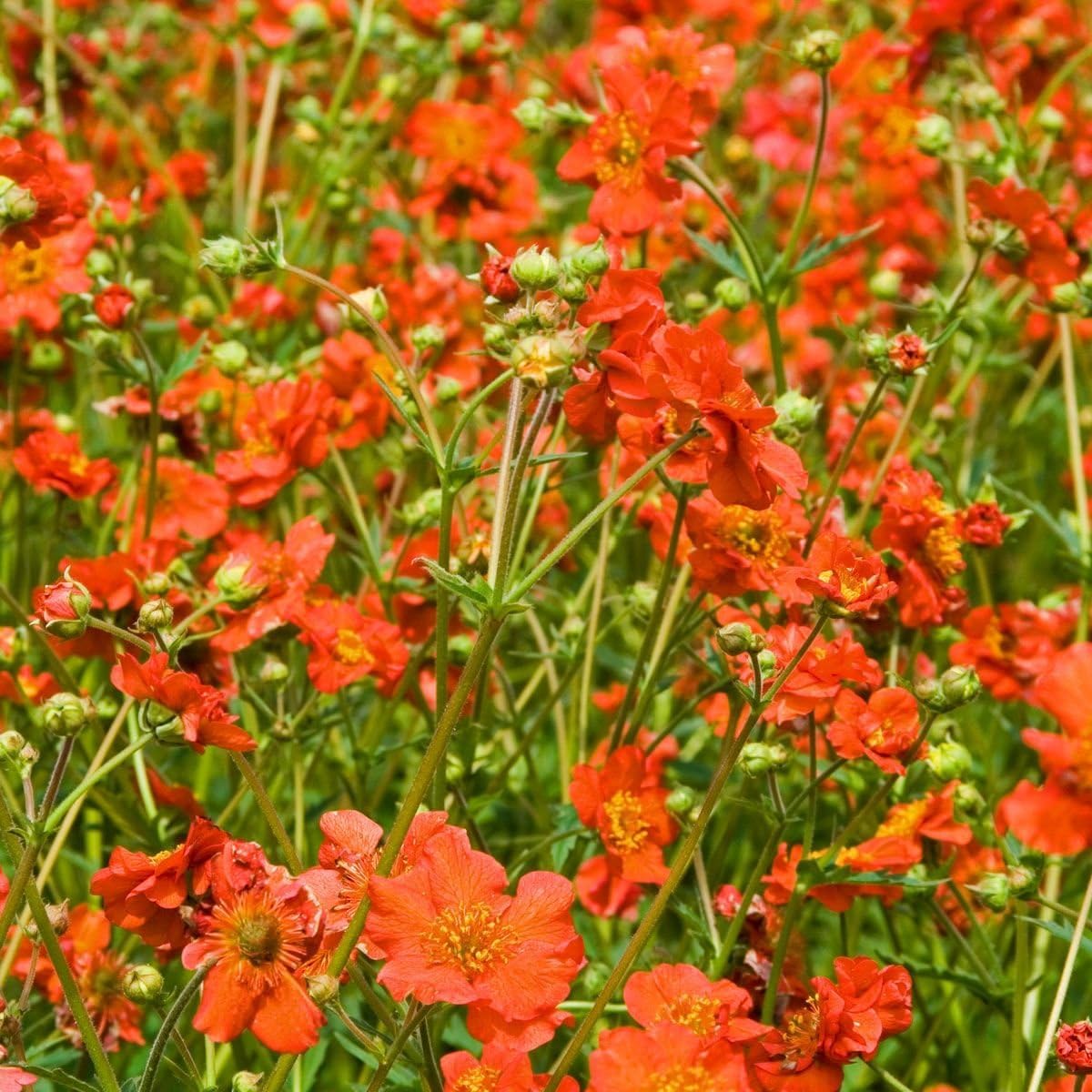 Stauden Gänge 10 x Geum chiloense 'Mrs Bradshaw winterhart