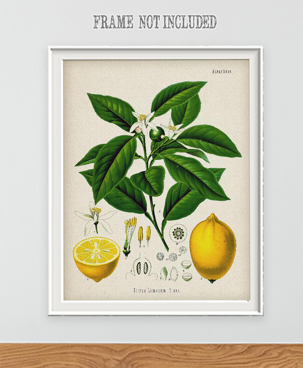 ARIKHA、Kichen-boardEggplant and Lemon ARIKHA、Kichen-boardEggplant and Lemon Amazon.com: Vintage Kitchen