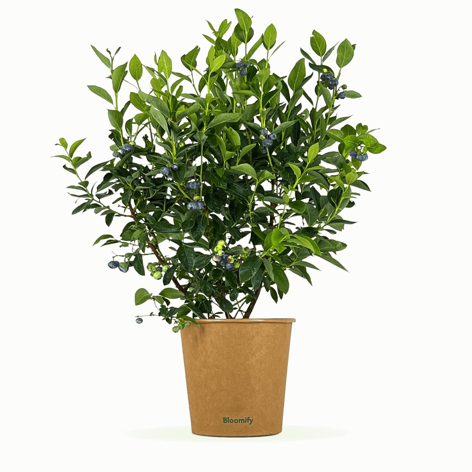Bloomify® Blaubeere “Bodo” | 40 bis 60 cm große Heidelbeeren Pflanze | reich tragende Blaubeere | Vaccinium corymbosum für Kübel und Beet | pflegeleicht und winterhart