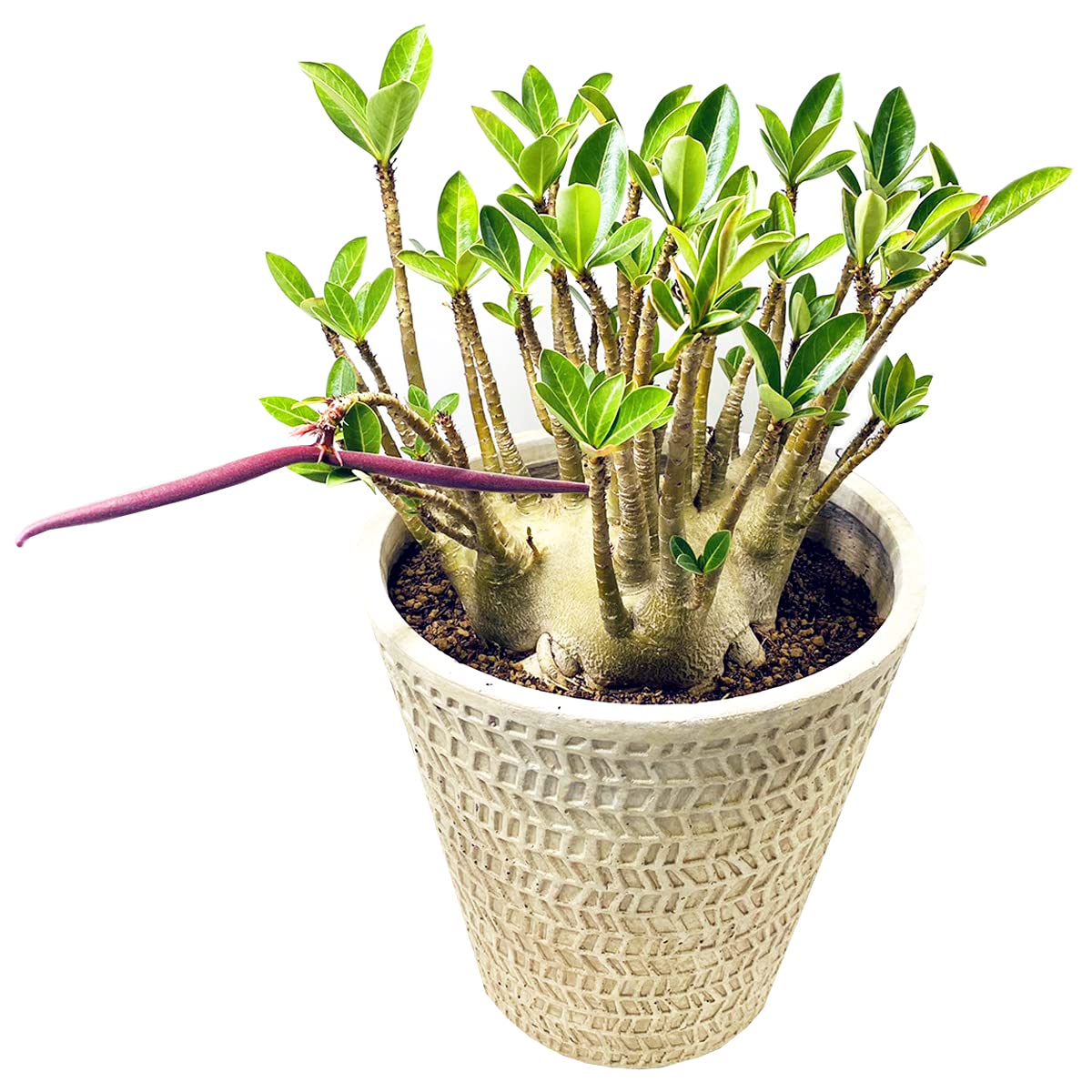 Amazon 伊豆シャボテン本舗 多肉植物 観葉植物 コーデックス アデニウム アラビカム 塊根 鉢植え ギフト 砂色 ナチュラル 花 観葉植物 フラワーギフト オンライン通販 Amazon 伊豆シャボテン本舗 多肉植物 観葉植物 コーデックス アデニウム アラビカム 塊根 鉢植え ギフト 砂色 ナチュラル 花 観葉植物 フラワーギフト オンライン通販